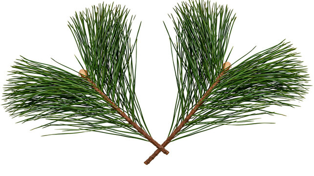 Two crossed green pine tree branches with needles and small buds