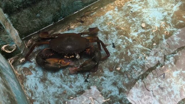 Mud crab handling in a commercial aquaculture tank, showcasing seafood industry production and blue economy.