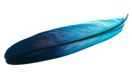 Vibrant blue bird feather with smooth texture and delicate barbs © Alex