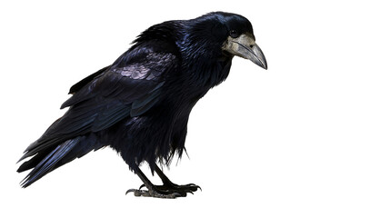 Glossy black rook bird with iridescent feathers and sharp grey beak © Alex