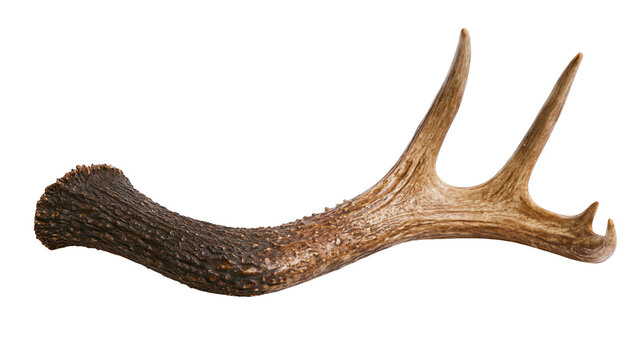 Brown textured deer antler with multiple points and rough surface