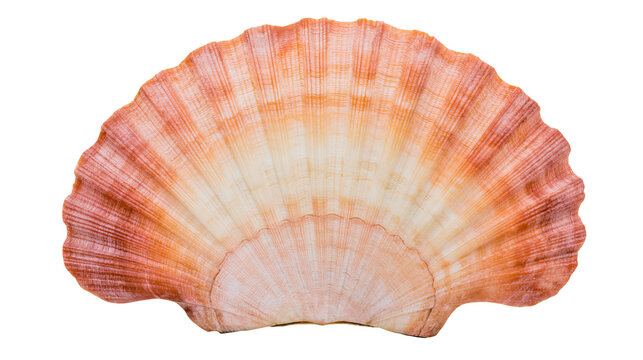 Orange and white fan shaped scallop seashell with radial ridges