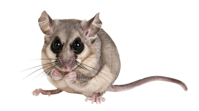 Garden dormouse with large dark eyes and grey brown fur sitting upright