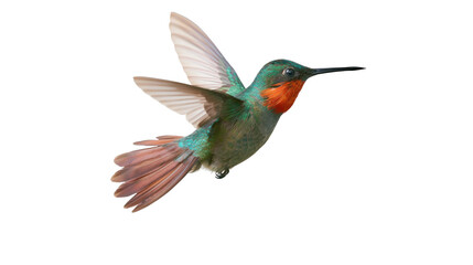 Fototapeta premium Vibrant green and orange hummingbird in flight with spread wings