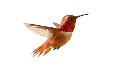 Rufous hummingbird in flight with vibrant orange feathers and red throat patch © Alex