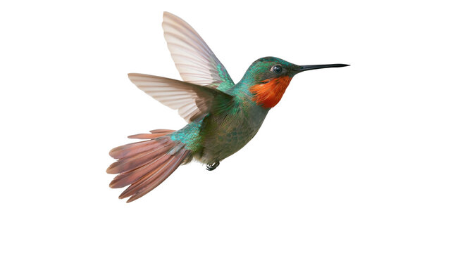 Vibrant green and orange hummingbird in flight with spread wings