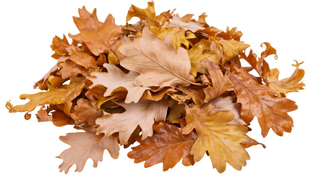 Pile of dried brown oak leaves with textured foliage