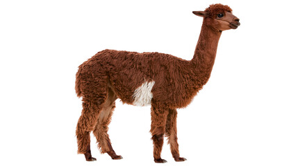 Brown alpaca with white patch on side standing in profile © Alex