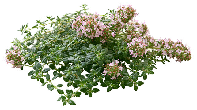 Fresh green thyme sprigs with small pink flowers and aromatic leaves