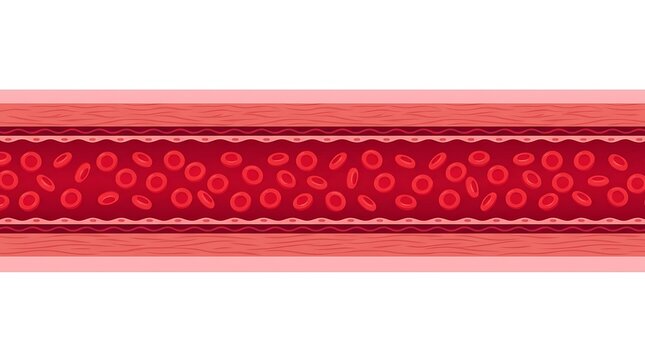 Red blood cells flowing in a blood vessel
