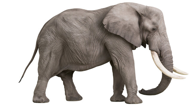 Large African elephant with wrinkled grey skin and long ivory tusks standing