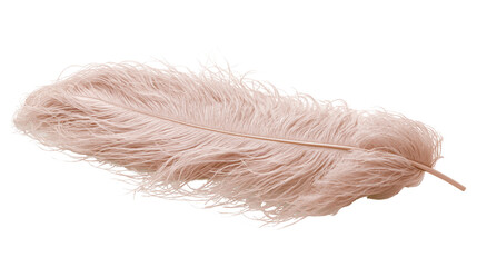 Soft fluffy pale pink ostrich feather with delicate plume texture © Veikko