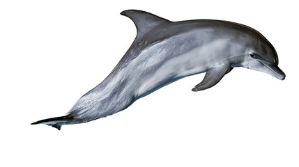 Grey bottlenose dolphin swimming with sleek skin and dorsal fin © Veikko