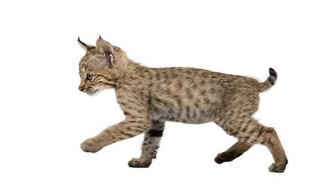 Young bobcat kitten walking with spotted fur and tufted ears
