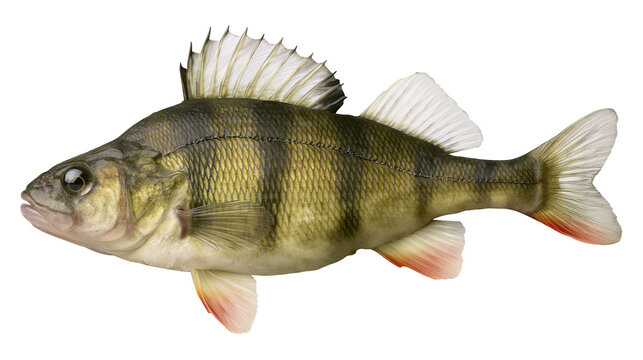European perch fish with dark vertical stripes and spiny dorsal fin