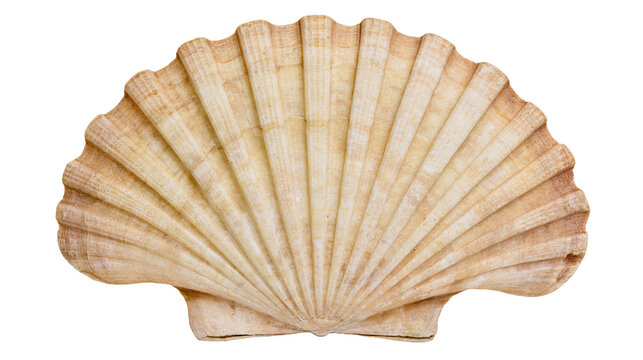 Natural beige fan shaped scallop seashell with radial ridges