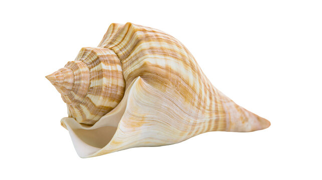Spiral brown and cream striped conch seashell with detailed texture