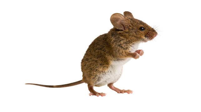 Small brown house mouse standing on hind legs with long tail