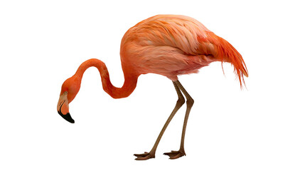 Vibrant pink American flamingo standing with head bowed down © Veikko