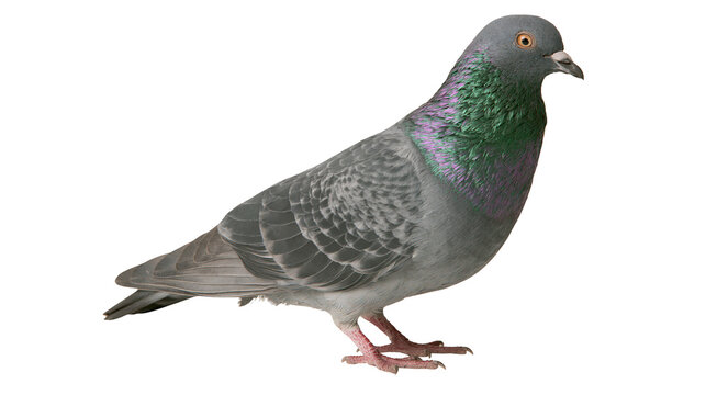 Grey rock pigeon with iridescent green and purple neck feathers standing sideways