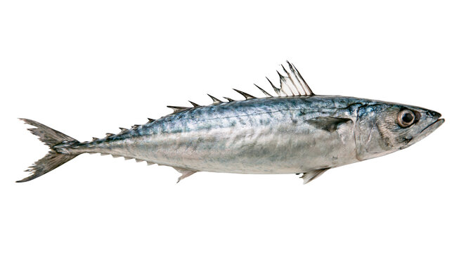 Fresh Atlantic mackerel fish with silver scales and dark stripes