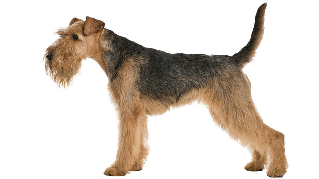 Airedale Terrier dog standing in profile with black and tan wiry fur coat