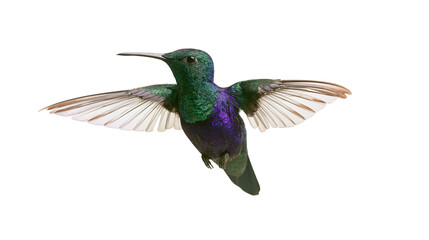Iridescent green and purple hummingbird hovering with wings spread wide © Theodore