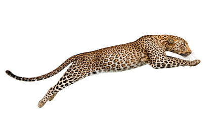 Spotted leopard leaping in mid-air with extended paws and long tail © Theodore