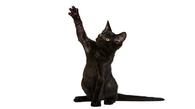 Playful black kitten reaching up with one paw
