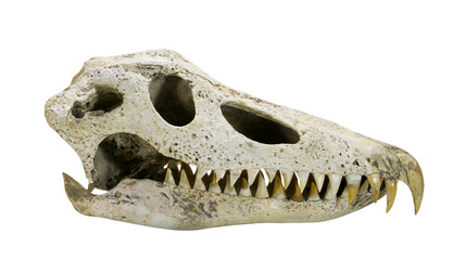 Fossilized prehistoric reptile skull with sharp pointed teeth © Theodore