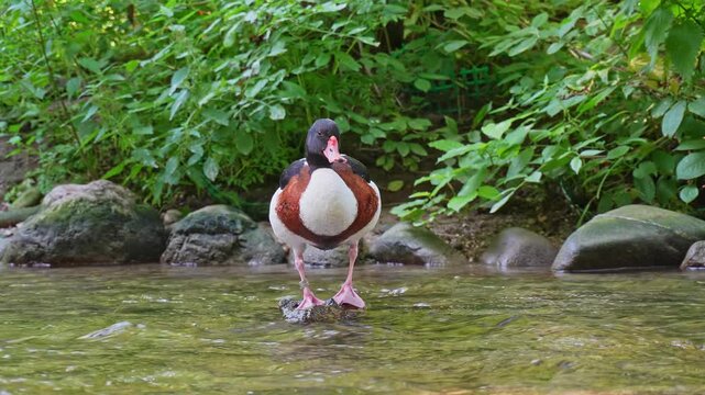The common shelduck, Tadorna tadorna is a waterfowl species of the shelduck genus, Tadorna.