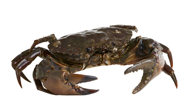 Dark brown mud crab with large sharp claws and textured shell