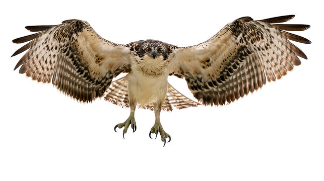 Osprey bird in flight with wings spread wide and sharp talons extended