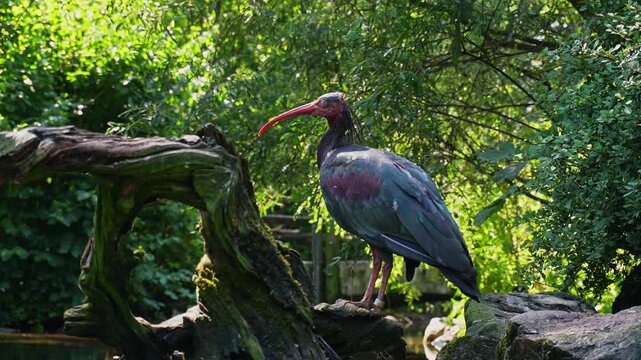 The northern bald ibis, hermit ibis, or waldrapp lat.Geronticus eremita is a migratory bird found in barren, semi-desert or rocky habitats, often close to running water.