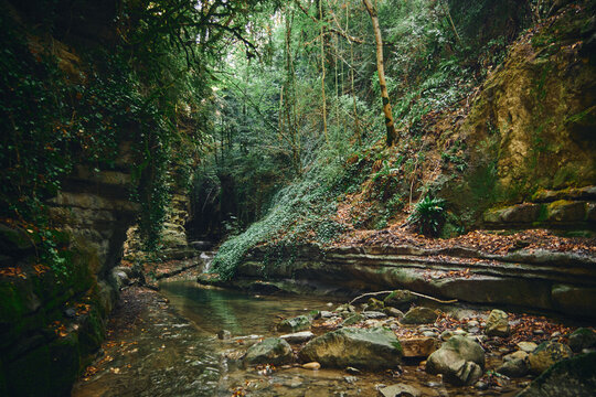 Serene forest stream winding through a rocky and moss-covered canyon