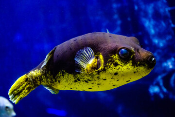 KUALA LUMPUR AQUARIA KLCC © Angelo Calvino
