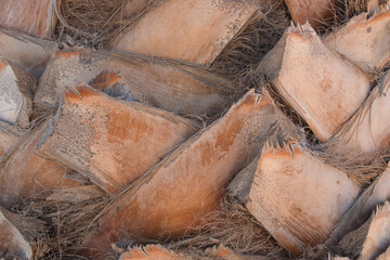 palm tree trunk texture background © Ana Maria