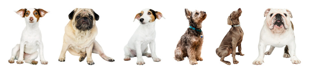 Obraz premium PNG Diverse dogs sitting together on transparent background