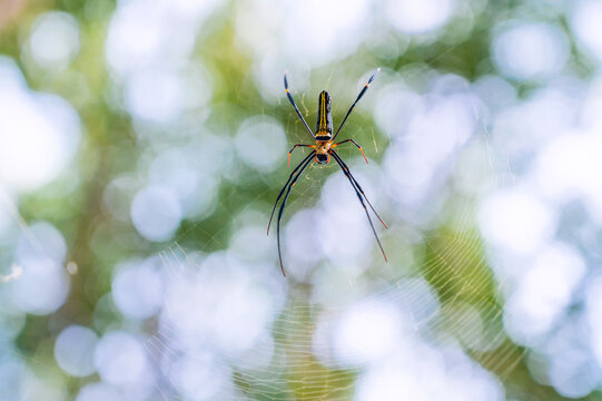 Giant wood spider Nephila pilipes on golden orb web
