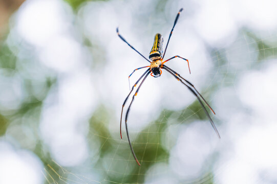 Nephila pilipes spider weaving a large golden web