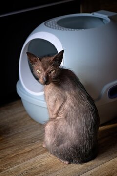 Exotic Lykoi cat sitting in front of a closed litter box and looking away. Horizontal image with selective focus. 