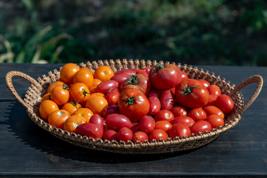 Fresh harvest of red and orange tomatoes in wicker tray. Assorted organic homegrown tomatoes in woven basket on wooden table against blurred green garden background autumn harvest farming concept