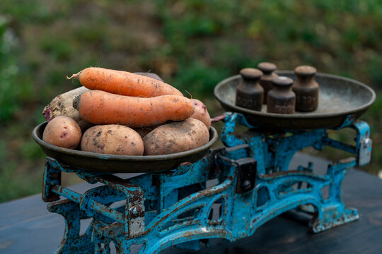 Fresh harvested root vegetables on vintage balance scale. Raw organic potatoes and carrots being weighed on old rusty blue mechanical kitchen scale with weights outdoors in sunny summer garden