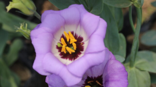 Purple Lisianthus Flower Close Up with Vibrant Petals and Yellow Floral Center