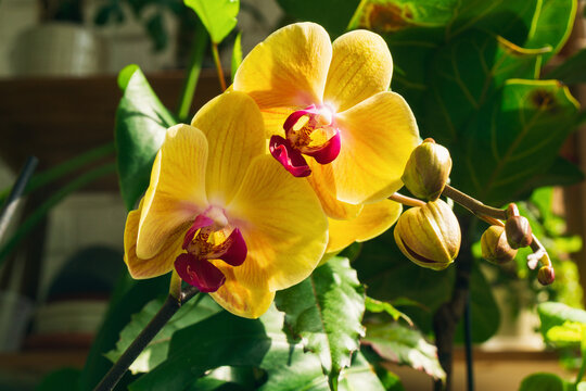 Bright yellow orchids blooming in soft morning light