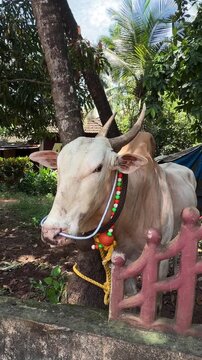 Close-up portrait of a traditional Indian bull decorated with colorful beads and rope, standing in a tropical village setting