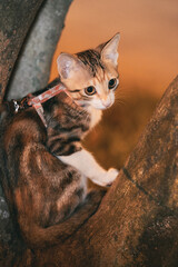 A young calico cat wearing a harness sits perched in the crook of a tree trunk outdoors. © Nori