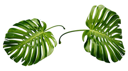 Split-leaf philodendron leaf 3D rendering, transparent PNG © Thiep