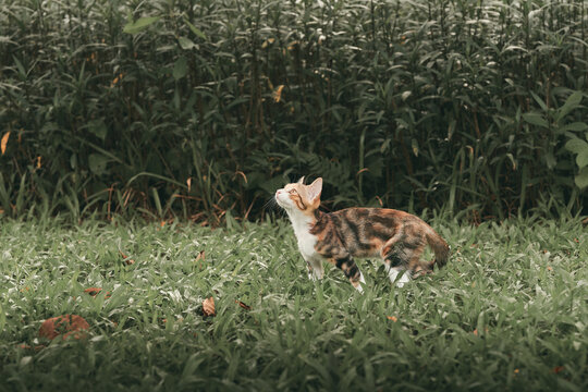 A calico cat with tabby markings stands on a green grassy lawn and looks upward outdoors.