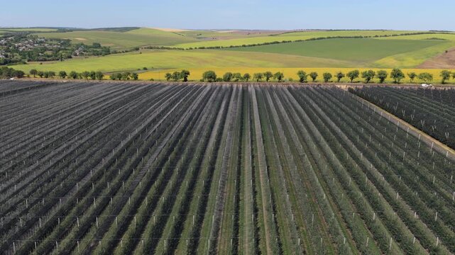 Aerial view of a tractor working in an apple orchard with protective anti hail nets. Moldova